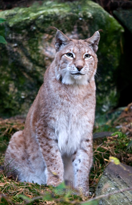 BB 09 0035 / Lynx lynx / Gaupe